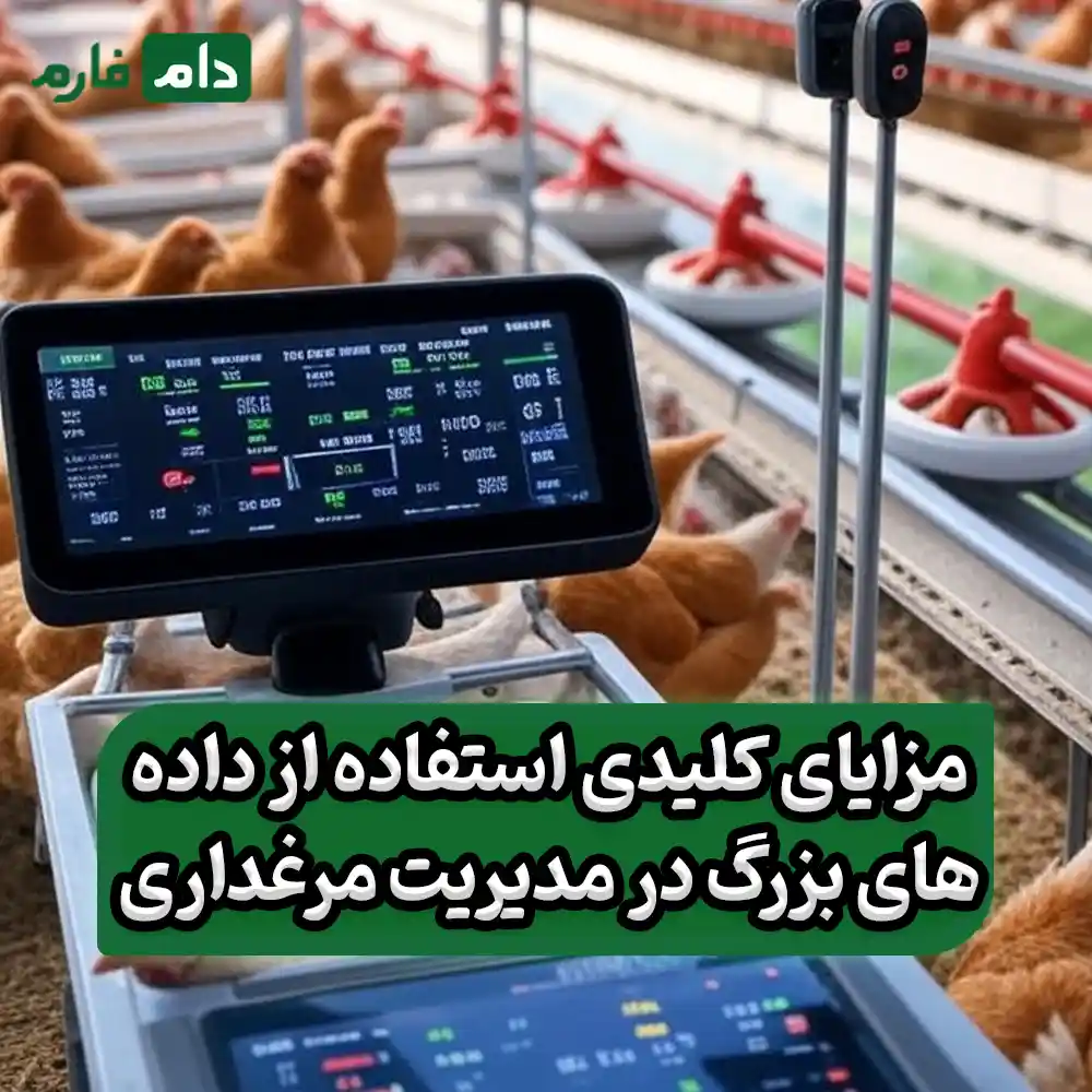 Exploring-the-benefits-of-using-big-data-in-poultry-management