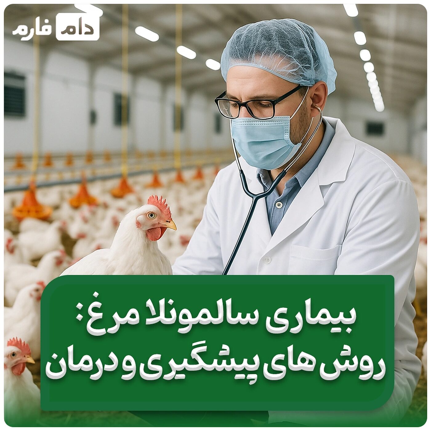 بیماری_سالمونلا_مرغ:_روش‌های_پیشگیری_و_درمان_مؤثر_برای_حفاظت_از_سلامت_گله_و_ایمنی_مصرف‌کنندگان