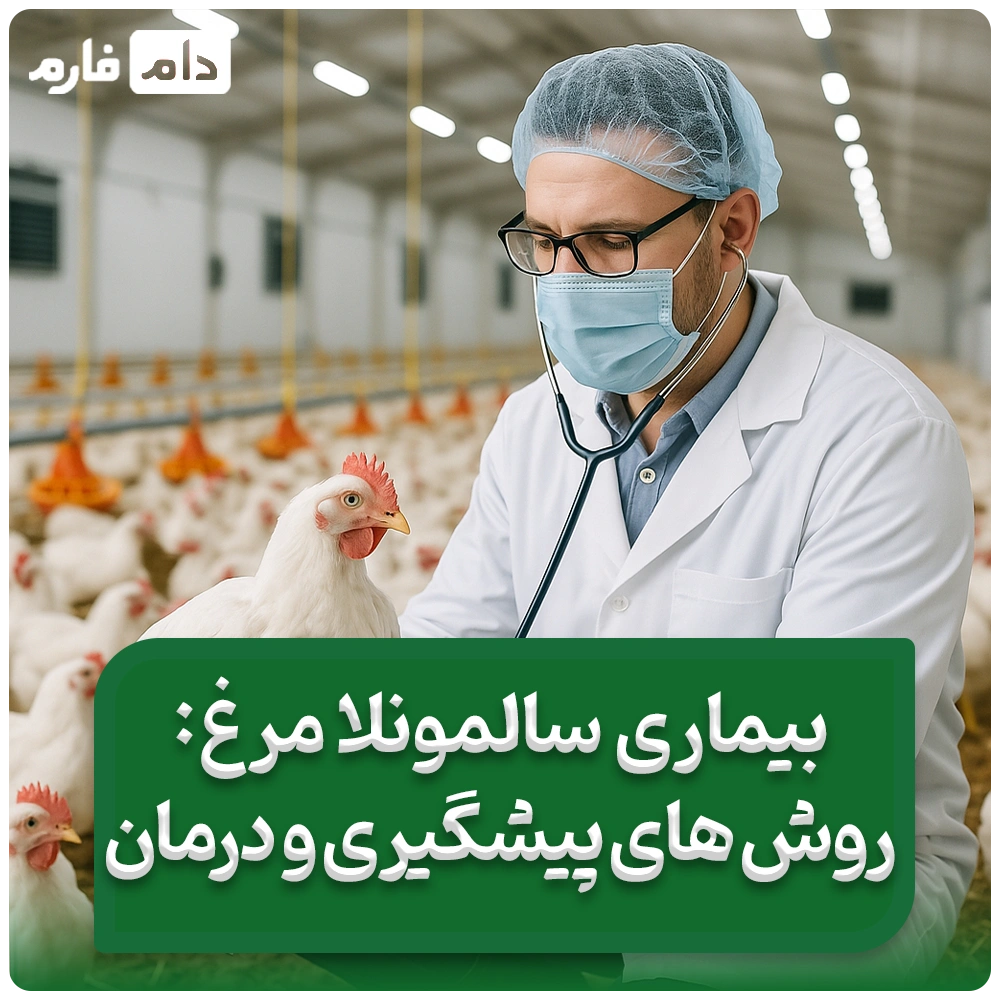 بیماری_سالمونلا_مرغ:_روش‌های_پیشگیری_و_درمان_مؤثر_برای_حفاظت_از_سلامت_گله_و_ایمنی_مصرف‌کنندگان