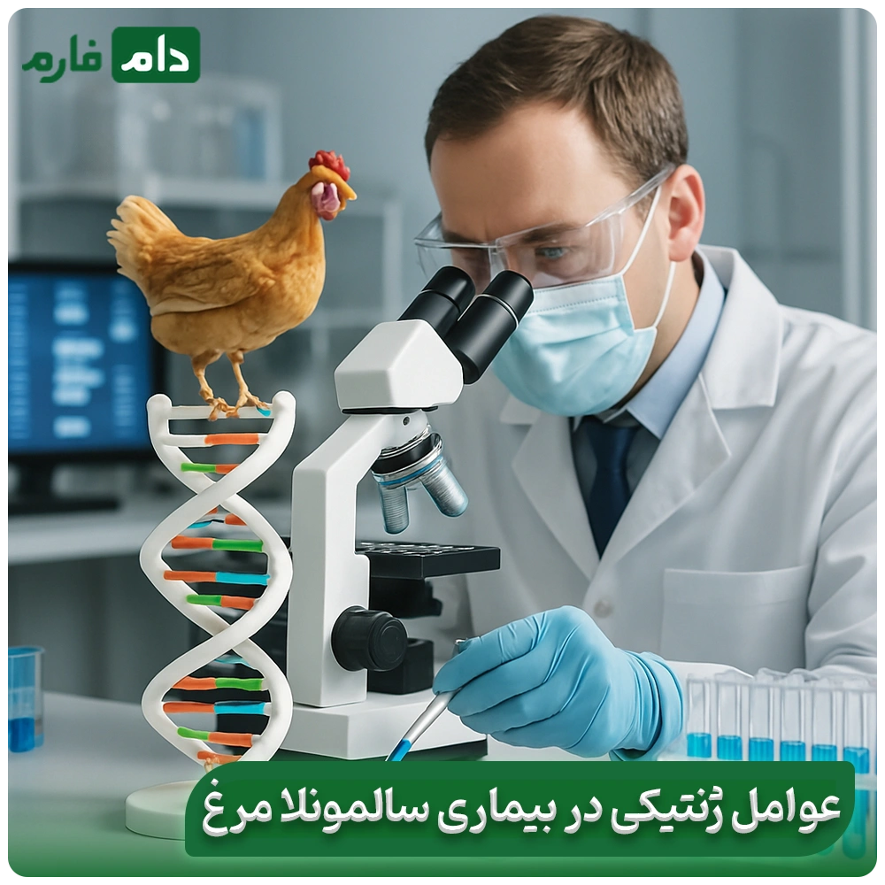 Salmonella-disease-in-poultry:-transmission-prevention-and-treatment