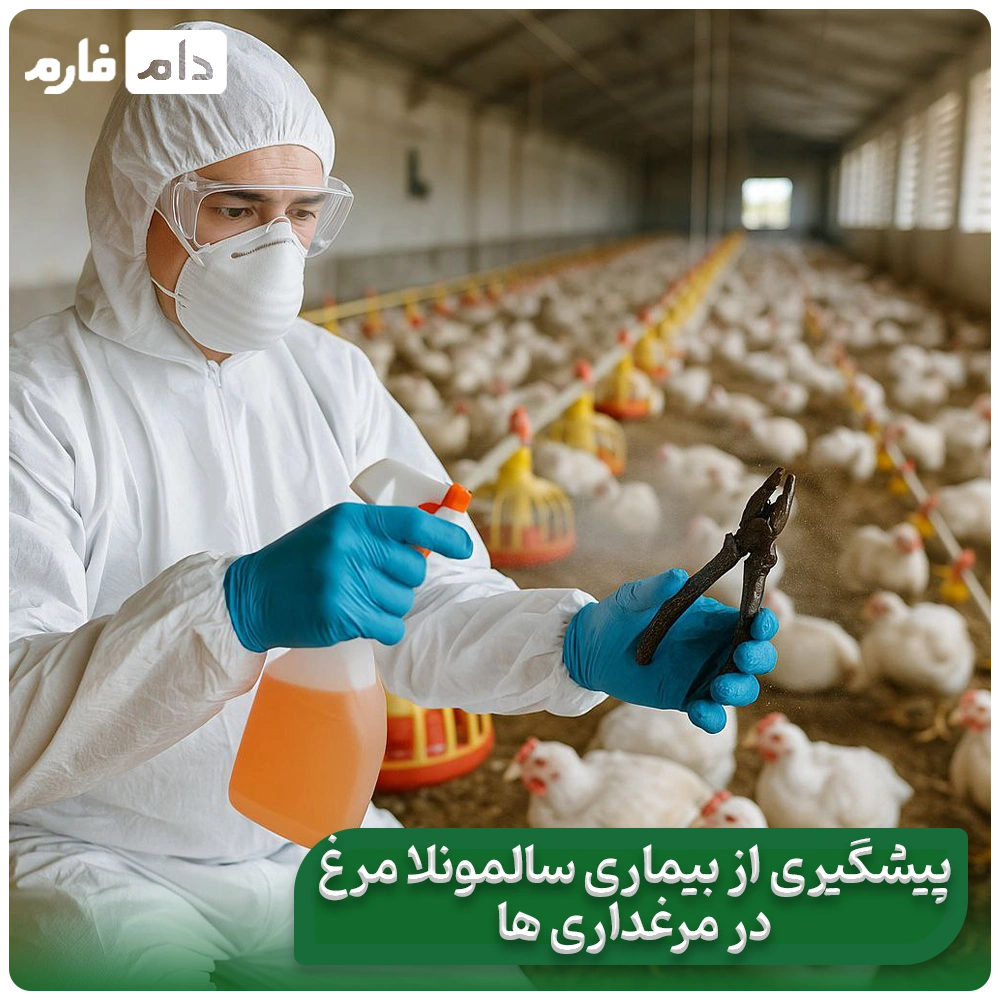 Salmonella-disease-in-poultry:-transmission-prevention-and-treatment
