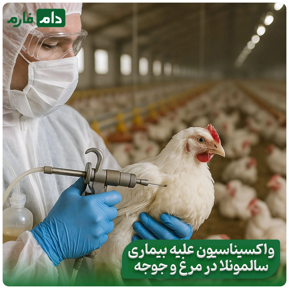 Salmonella-disease-in-poultry:-transmission-prevention-and-treatment