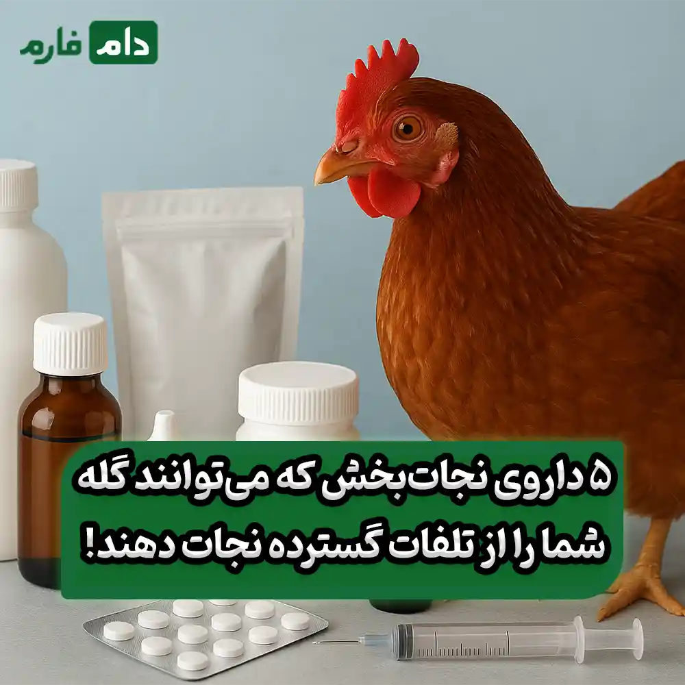 معرفی_۵_داروی_ضروری_برای_هر_مرغداری