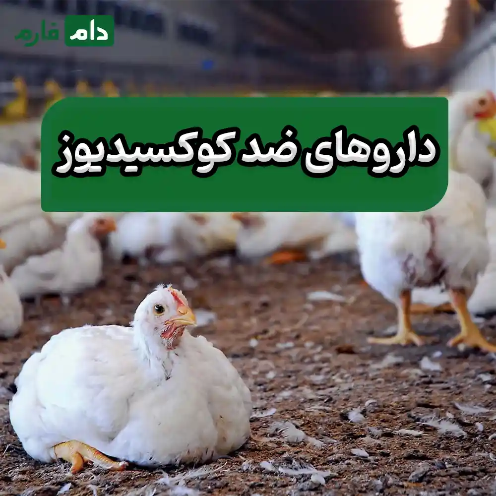 Introducing-5-essential-medicines-for-every-poultry-farm