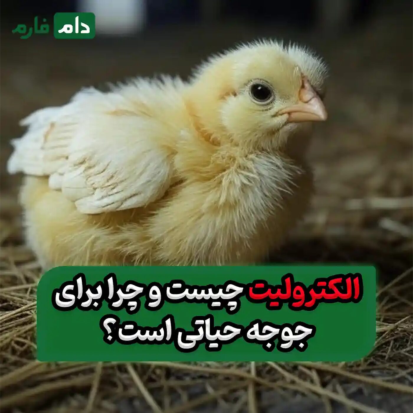 چرا_جوجه‌های_یک_روزه_پس_از_حمل_و_نقل_به_الکترولیت_نیاز_دارند؟