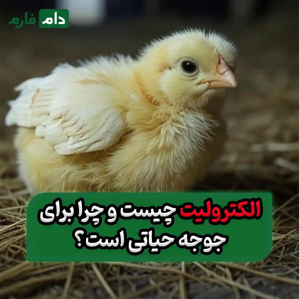 چرا_جوجه‌های_یک_روزه_پس_از_حمل_و_نقل_به_الکترولیت_نیاز_دارند؟