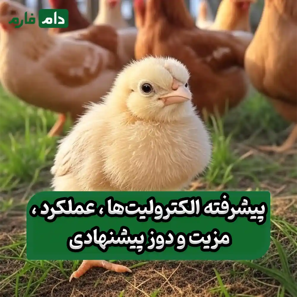 Why-do-day-old-chicks-need-electrolytes-after-transfer