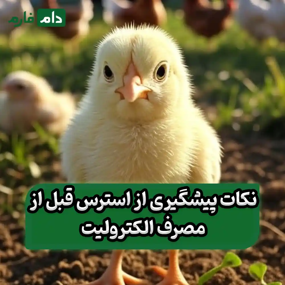 Why-do-day-old-chicks-need-electrolytes-after-transfer