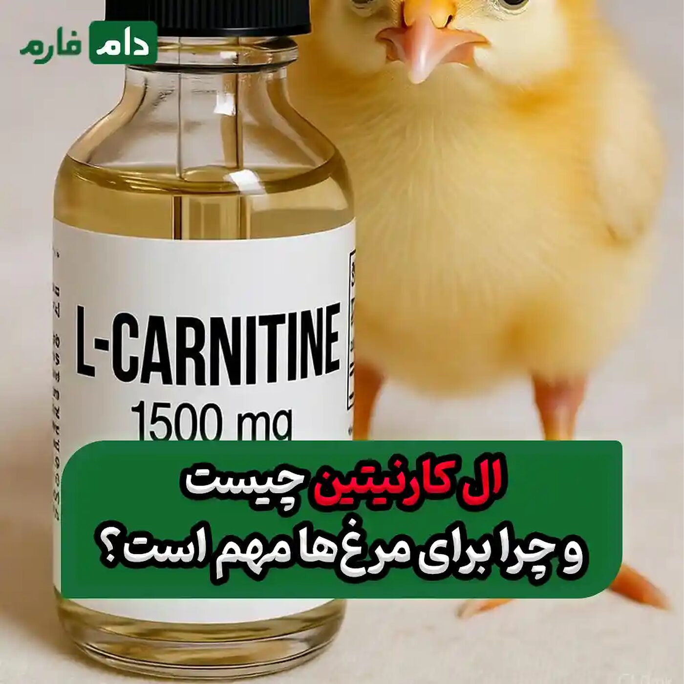 نقش_ال_کارنیتین_در_تغذیه_مرغ_:_راهنمای_جامع_برای_بهبود_رشد_