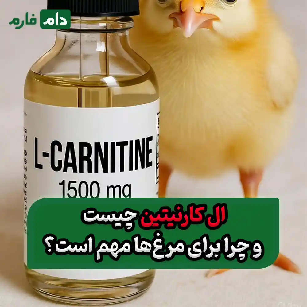 نقش_ال_کارنیتین_در_تغذیه_مرغ_:_راهنمای_جامع_برای_بهبود_رشد_