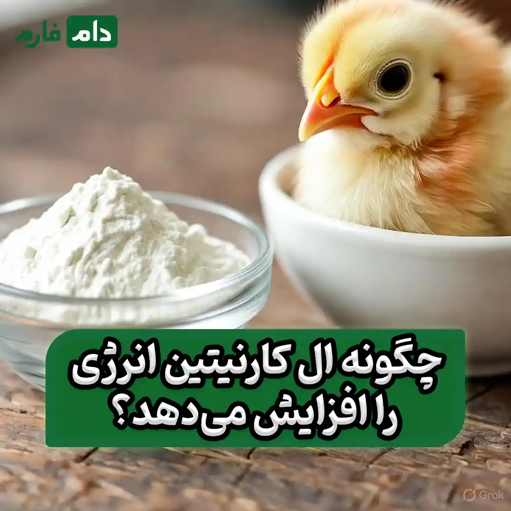 The-role-of-L-carnitine-in-chicken-nutritiona-comprehensive-guide-to-improving-growth