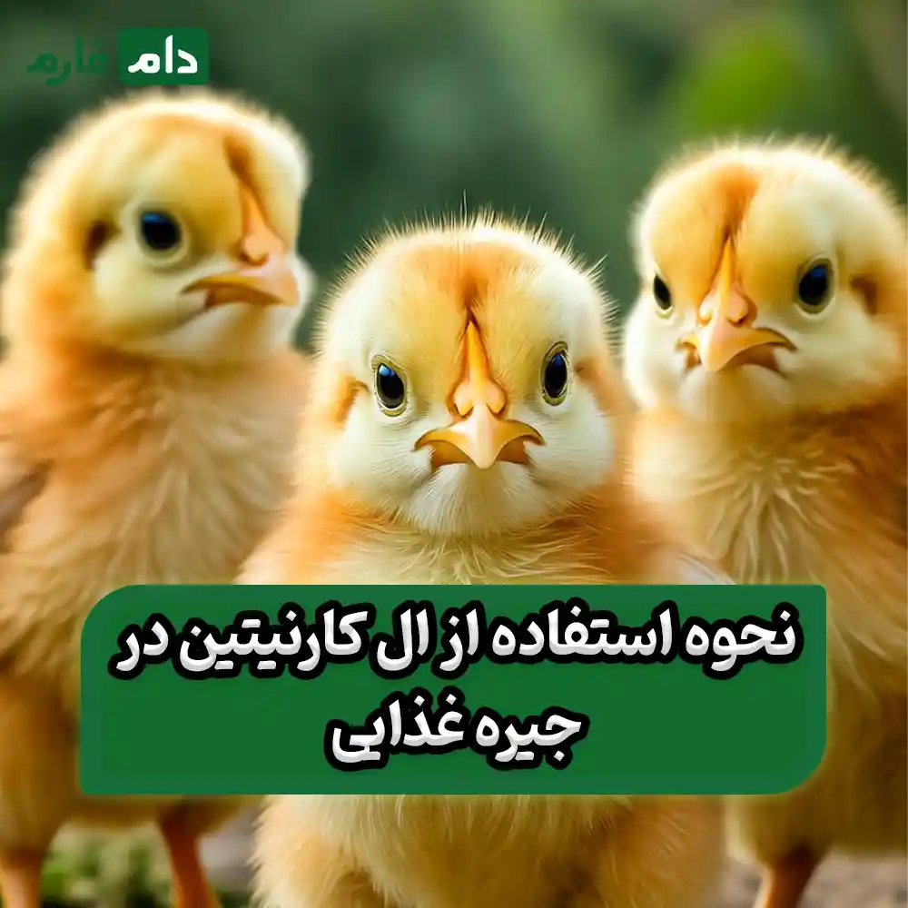 The-role-of-L-carnitine-in-chicken-nutritiona-comprehensive-guide-to-improving-growth