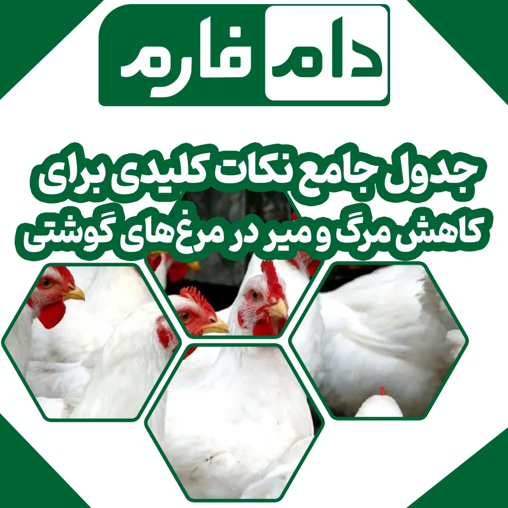 Key-tips-for-reducing-mortality-in-broilers