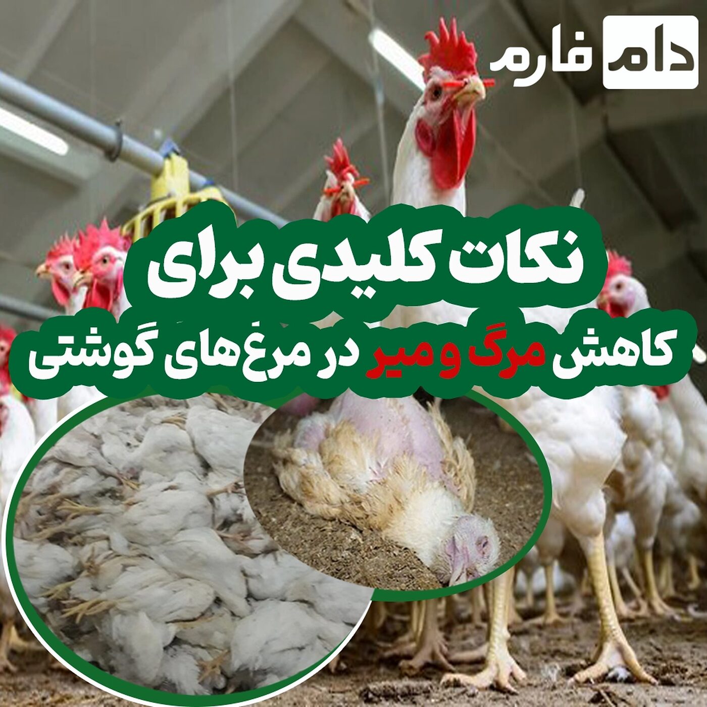 نکات_کلیدی_برای_کاهش_مرگ_و_میر_در_مرغ‌های_گوشتی