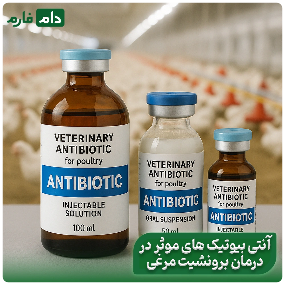 The-difference-between-home-treatment-of-chicken-bronchitis-and-medicine