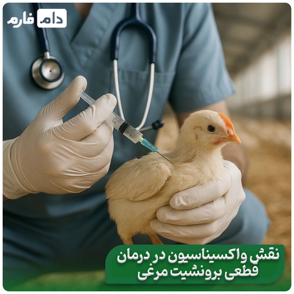 The-difference-between-home-treatment-of-chicken-bronchitis-and-medicine