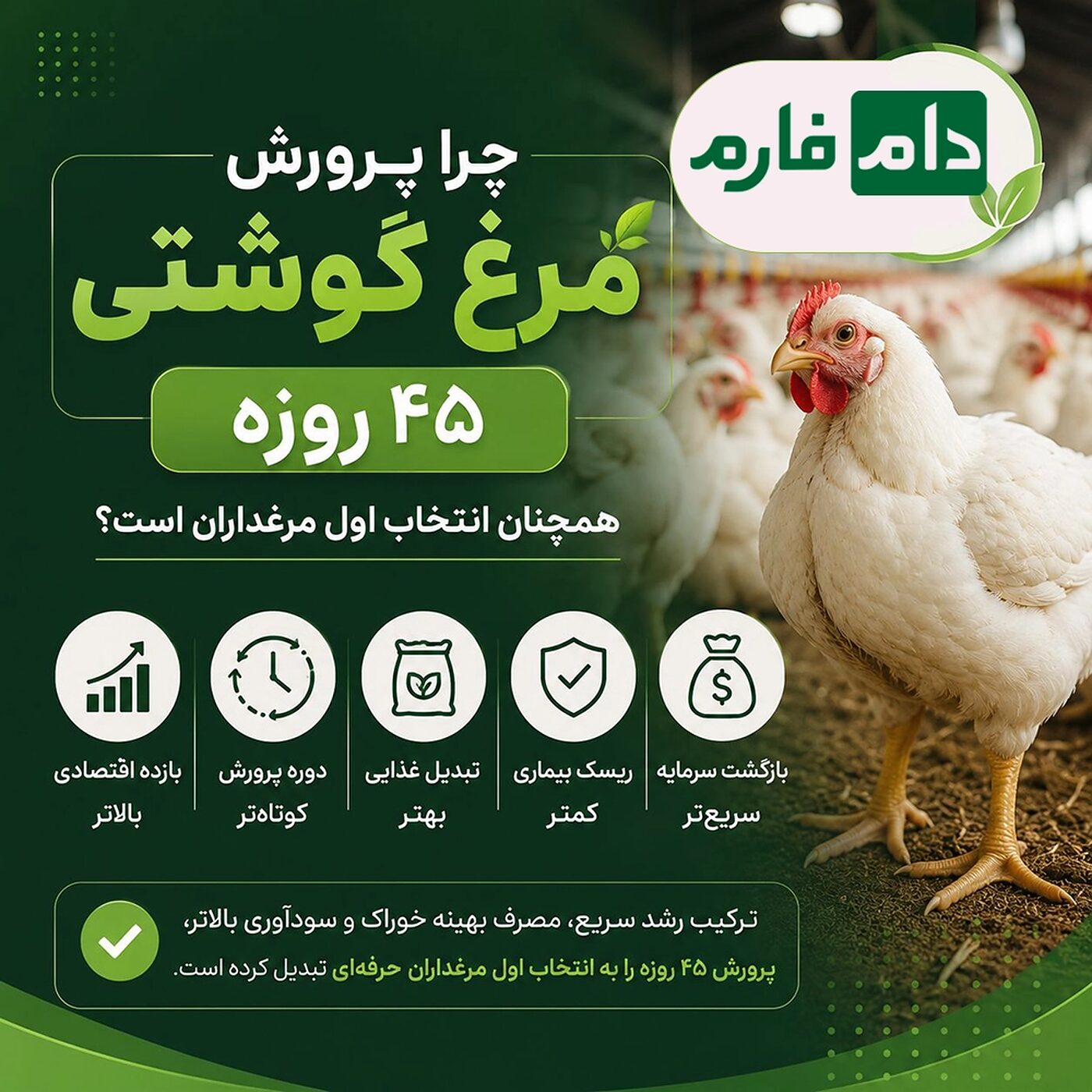 پرورش_مرغ_گوشتی_۴۵_روزه