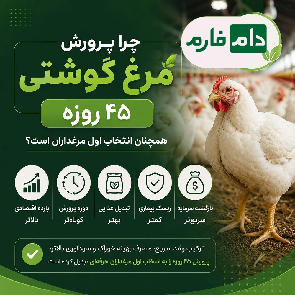 پرورش_مرغ_گوشتی_۴۵_روزه