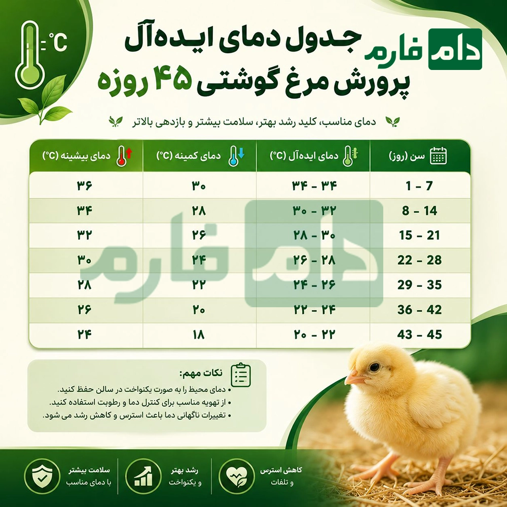 Raising-45-day-old-broiler-chickens