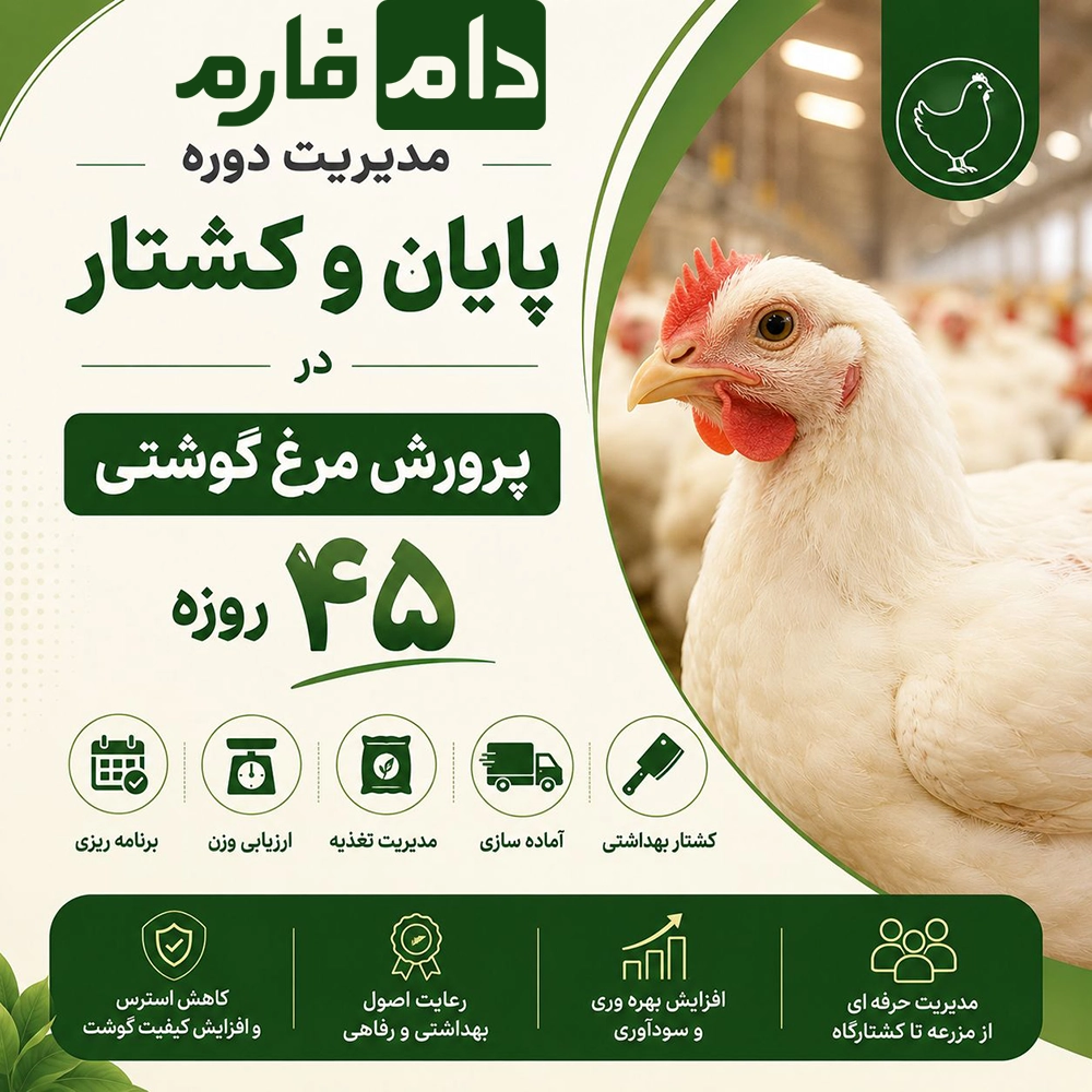 Raising-45-day-old-broiler-chickens
