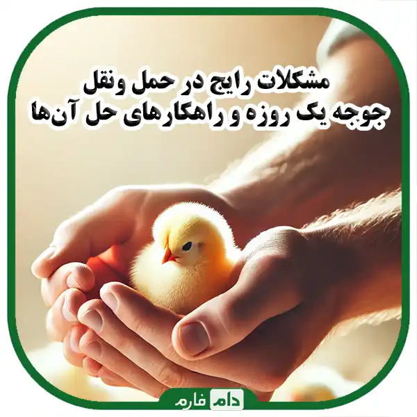 Export-and-import-of-day-old-chicken