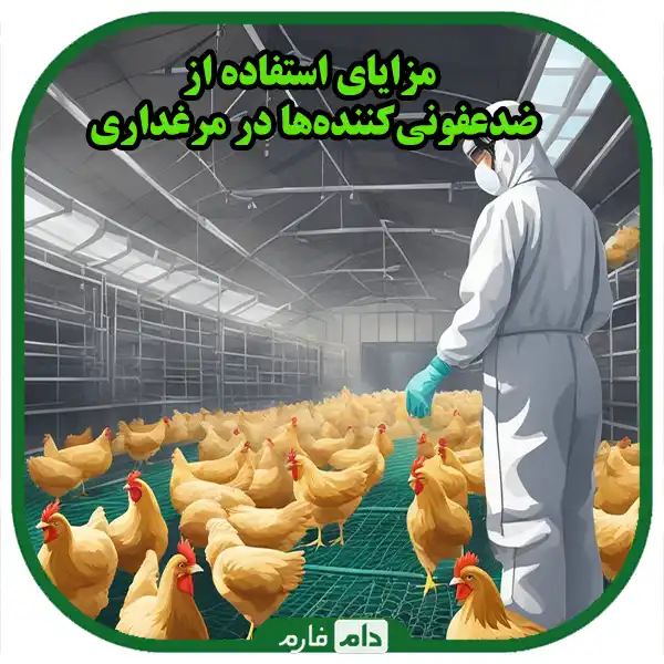 The-effect-of-disinfectants-on-the-health-of-chickens