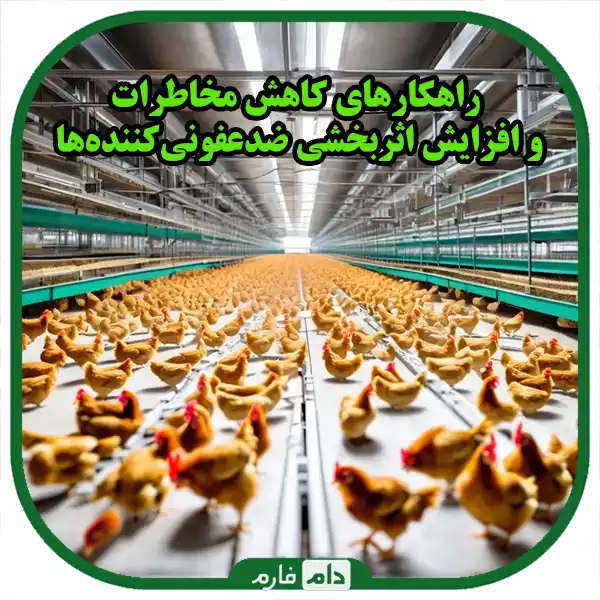 The-effect-of-disinfectants-on-the-health-of-chickens