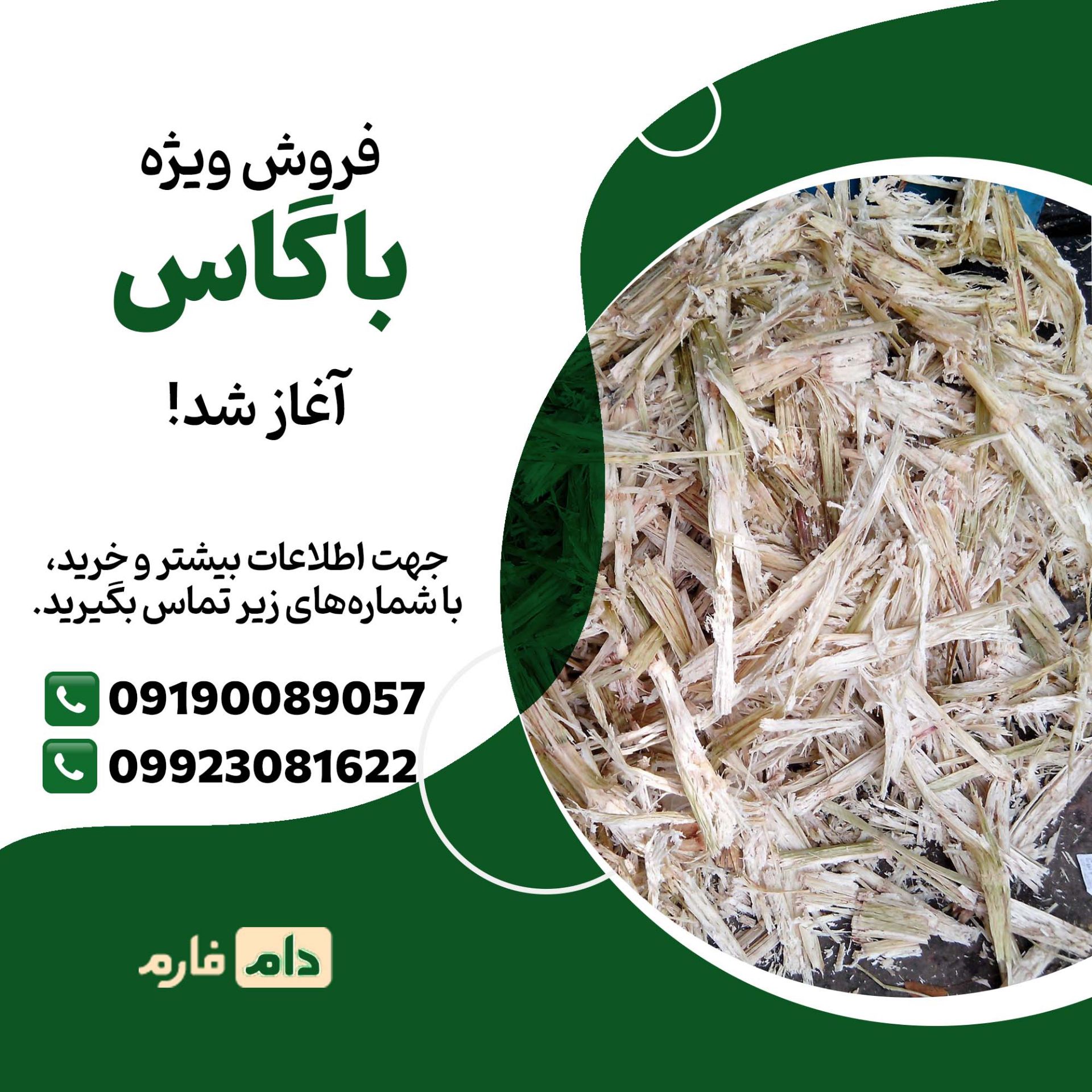 فروش_باگاس_با_کیفیت_از_دام_فارم_