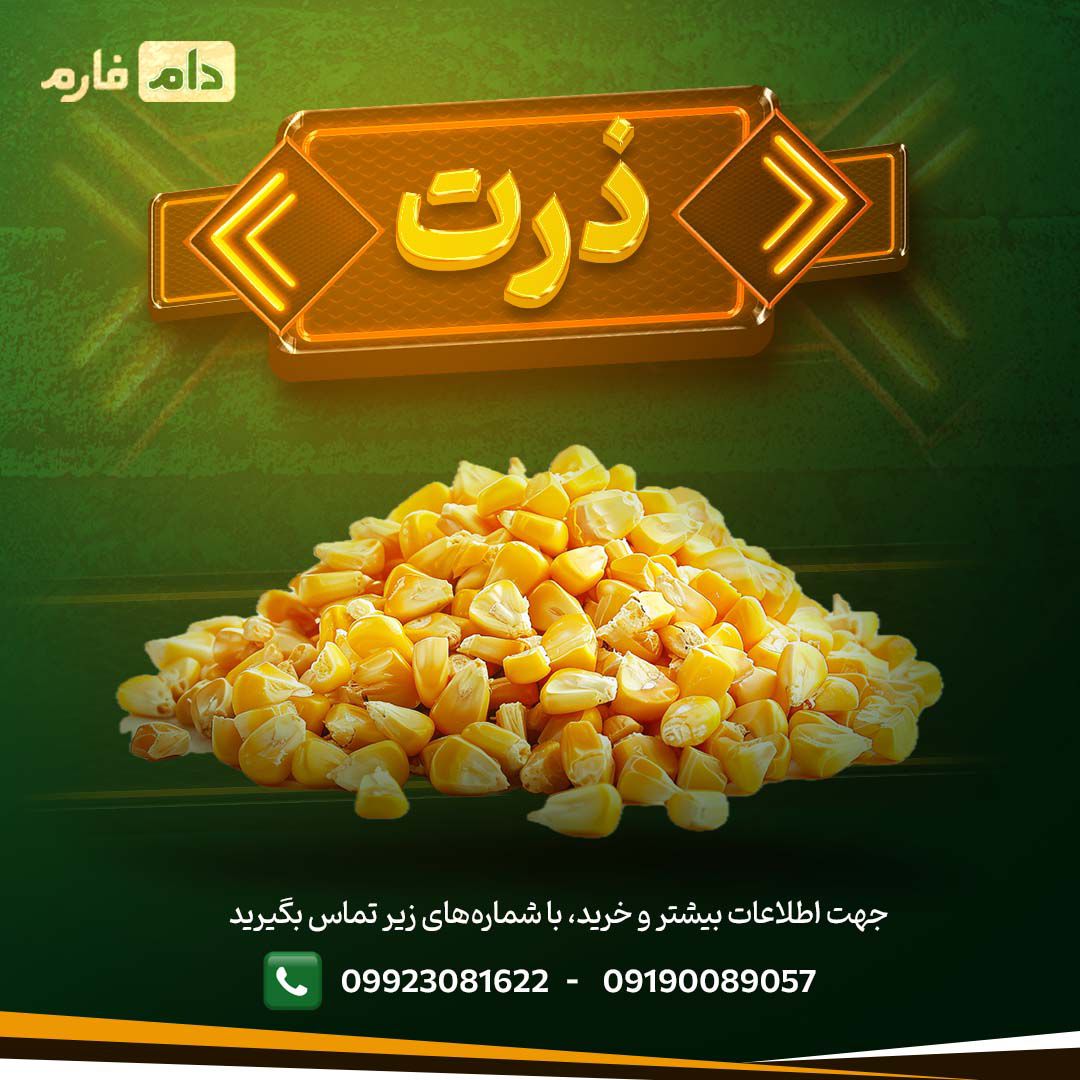 فروش_ذرت_با_کیفیت_از_دام_فارم_برای_تغذیه_طیور_و_دام‌ها