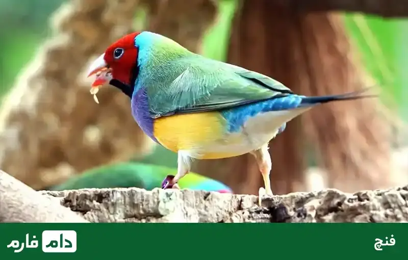 All-kinds-of-ornamenta-birds-suitable-for-breeding