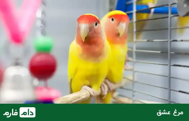 All-kinds-of-ornamenta-birds-suitable-for-breeding