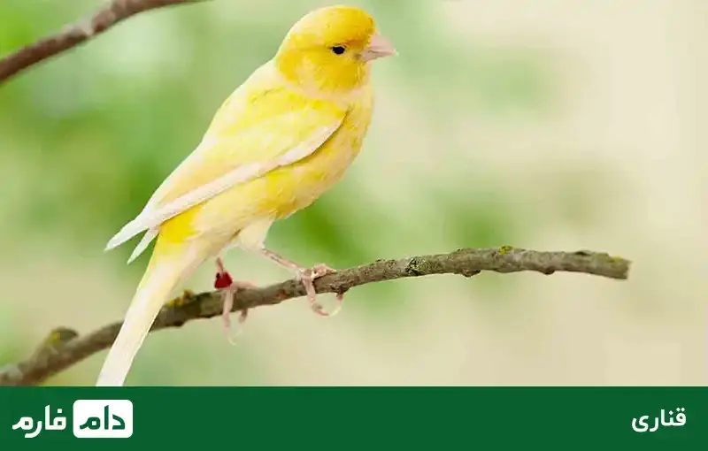 All-kinds-of-ornamenta-birds-suitable-for-breeding