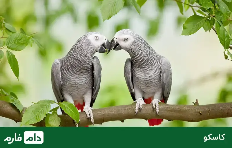 All-kinds-of-ornamenta-birds-suitable-for-breeding