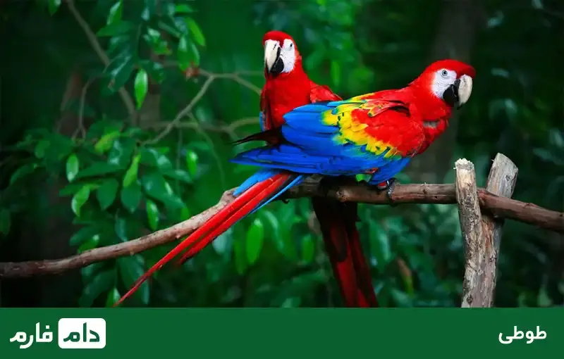 All-kinds-of-ornamenta-birds-suitable-for-breeding