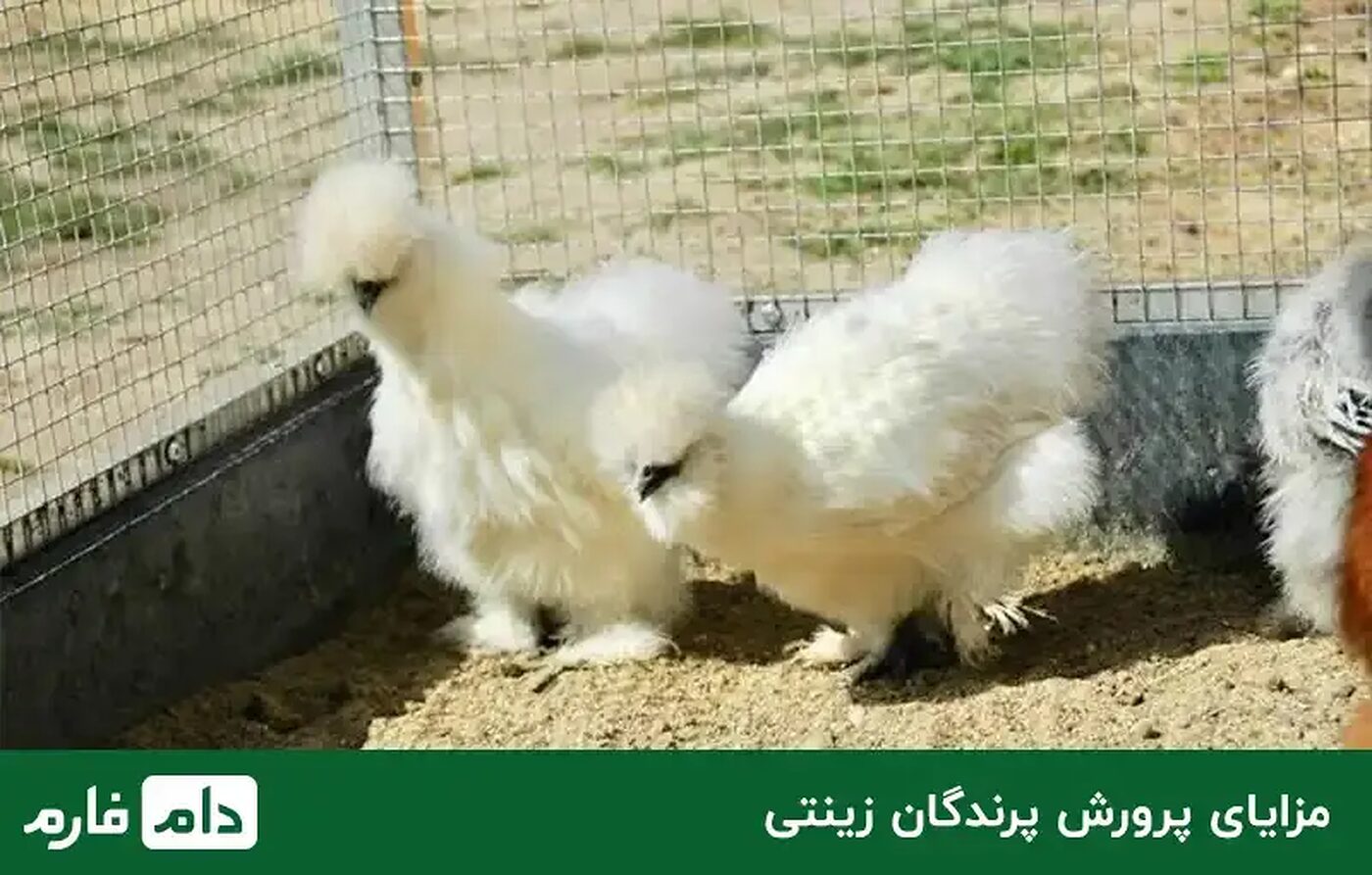انواع_پرنده_های_زینتی_مناسب_برای_پرورش_