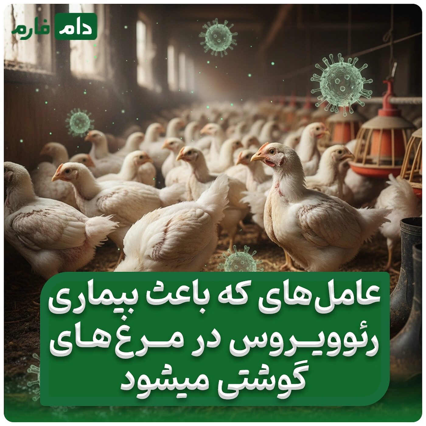 7_عواملی_که_باعث_بیماری_رئوویروس_در_مرغ‌_های_گوشتی_میشود