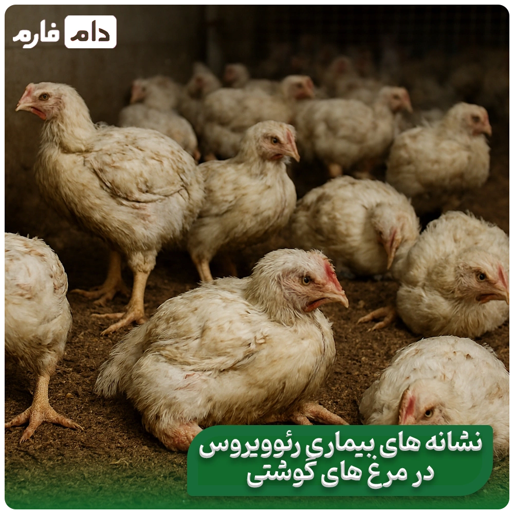 7-Factors-That-Cause-Reovirus-Disease-in-Broilers