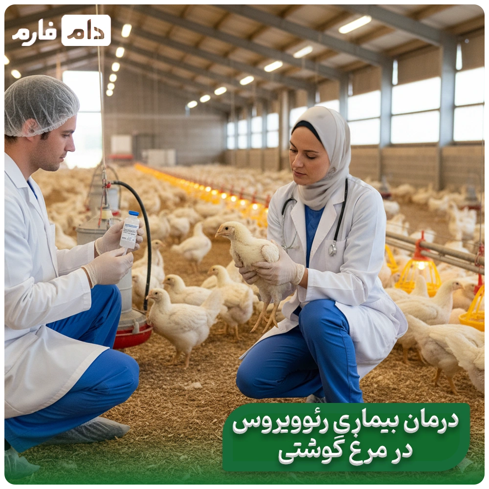 7-Factors-That-Cause-Reovirus-Disease-in-Broilers