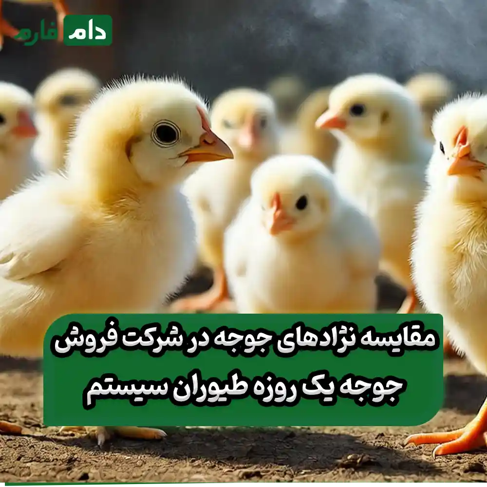 One-day-old-chick-sales-company-Poultry-System-09190089057