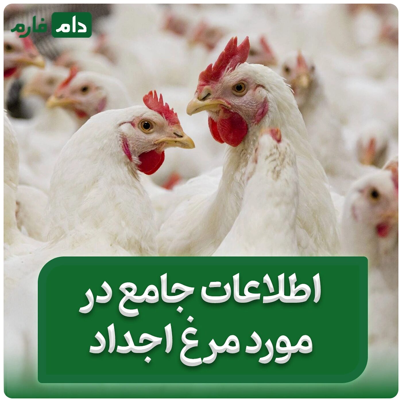 اطلاعات_جامع_در_مورد_مرغ_اجداد_|_تفاوت_مرغ_اجداد_و_لاین