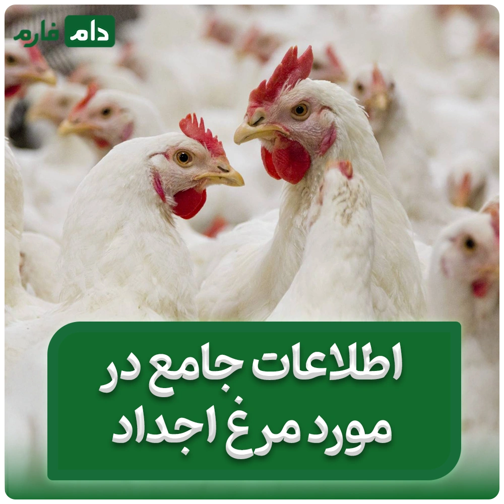 اطلاعات_جامع_در_مورد_مرغ_اجداد_|_تفاوت_مرغ_اجداد_و_لاین