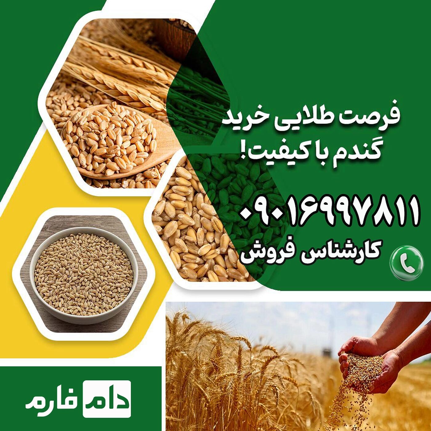 فروش_گندم_با_کیفیت_بالا_برای_طیور_|_دام_فارم