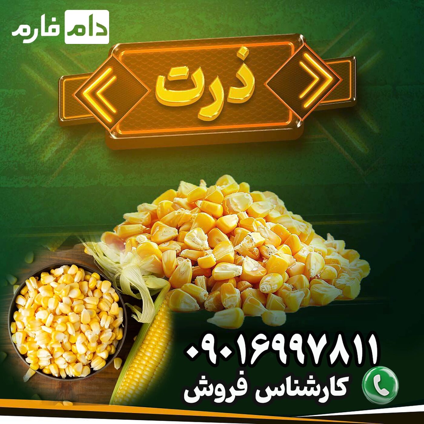 فروش_ذرت_با_کیفیت_از_دام_فارم_برای_تغذیه_طیور_و_دام‌ها