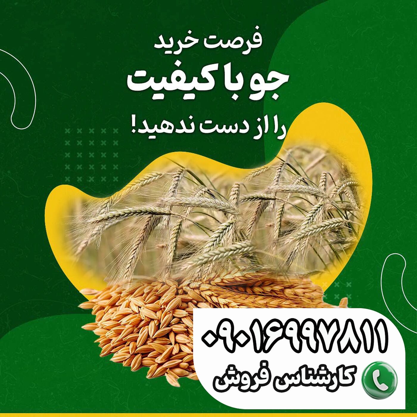 فروش_جو_مرغوب_برای_تغذیه_جوجه‌ها_و_دام‌ها_