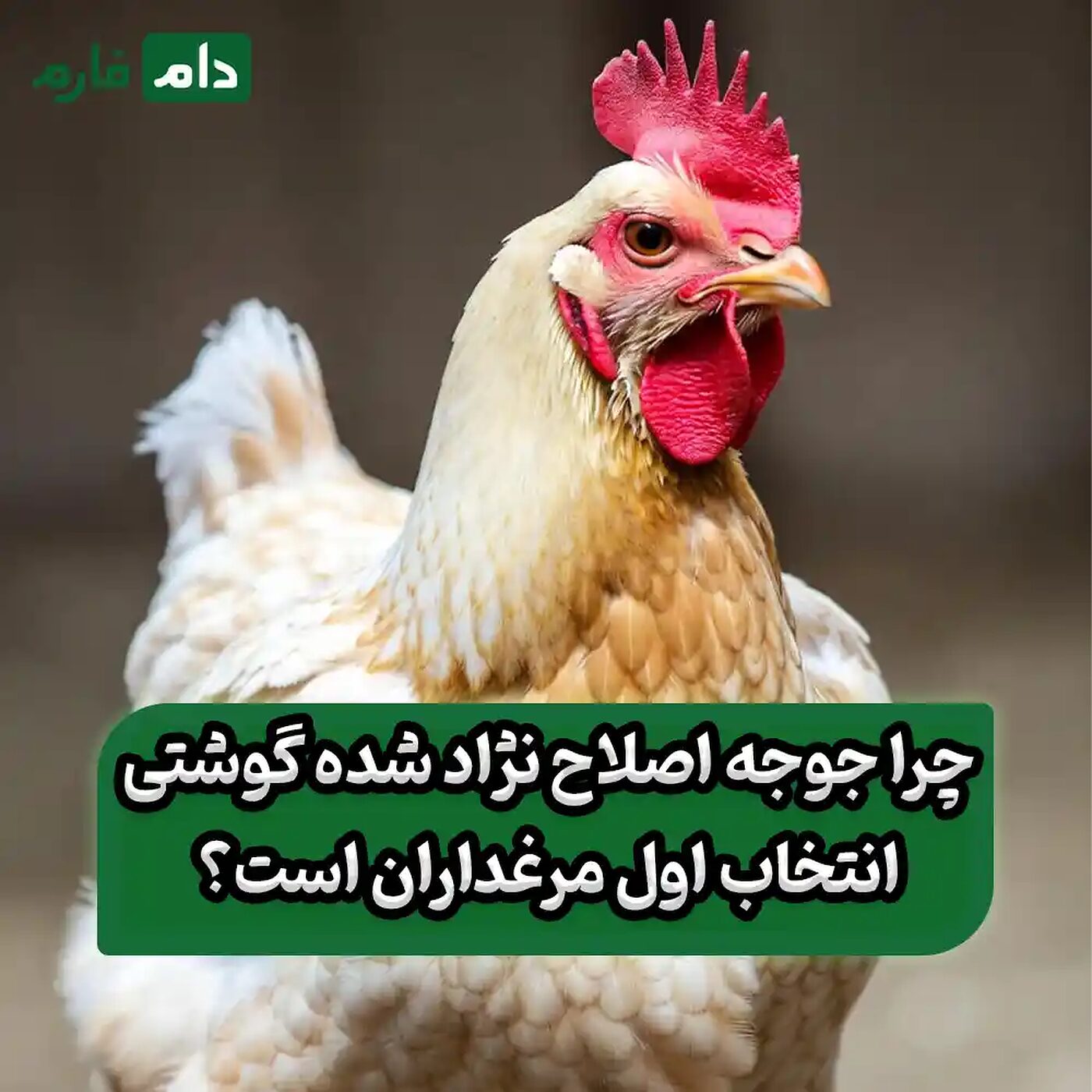 جوجه_اصلاح_نژاد_شده_گوشتی