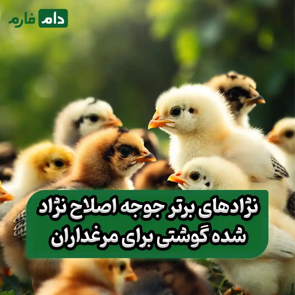 Breeding-broiler-chicken