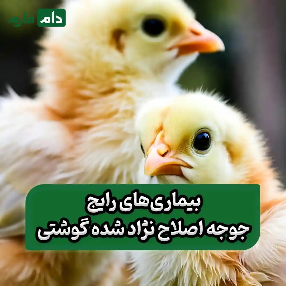 Breeding-broiler-chicken