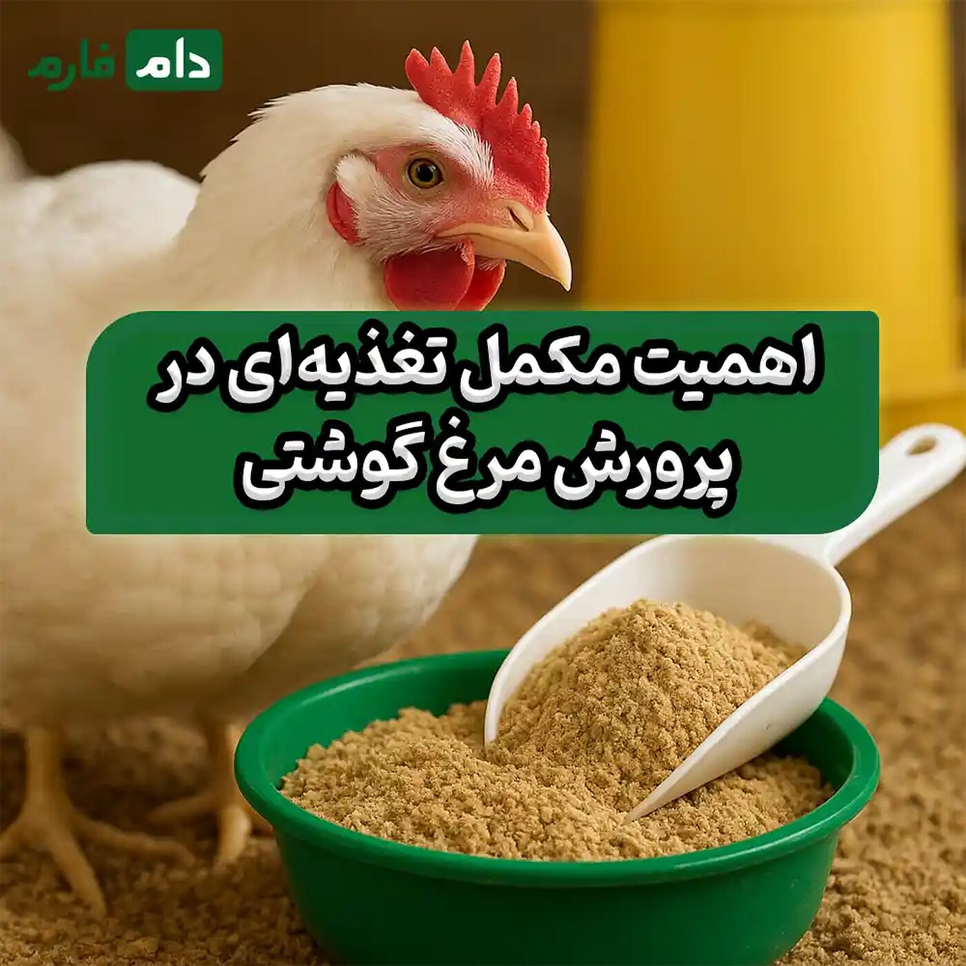 ۵_مکمل_تغذیه‌ای_حیاتی_برای_رشد_سریع_و_سلامت_مرغ‌های_گوشتی