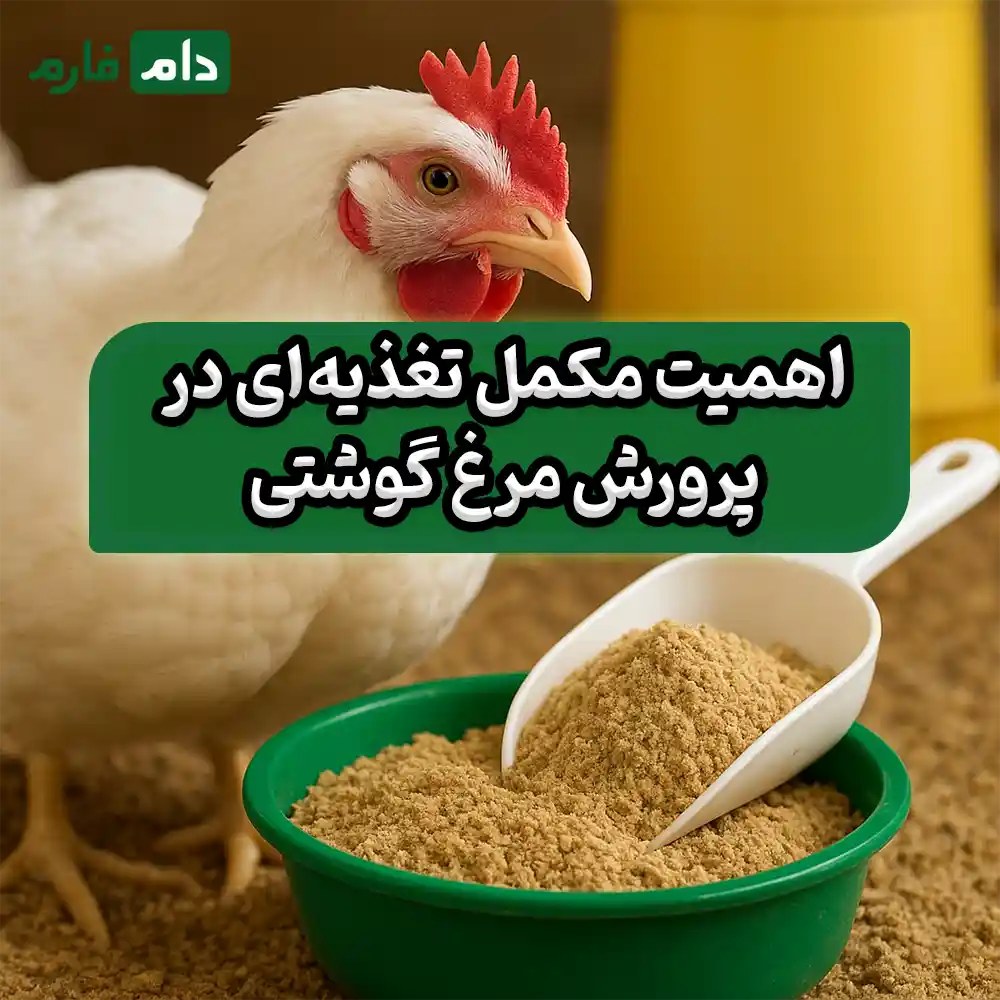 ۵_مکمل_تغذیه‌ای_حیاتی_برای_رشد_سریع_و_سلامت_مرغ‌های_گوشتی
