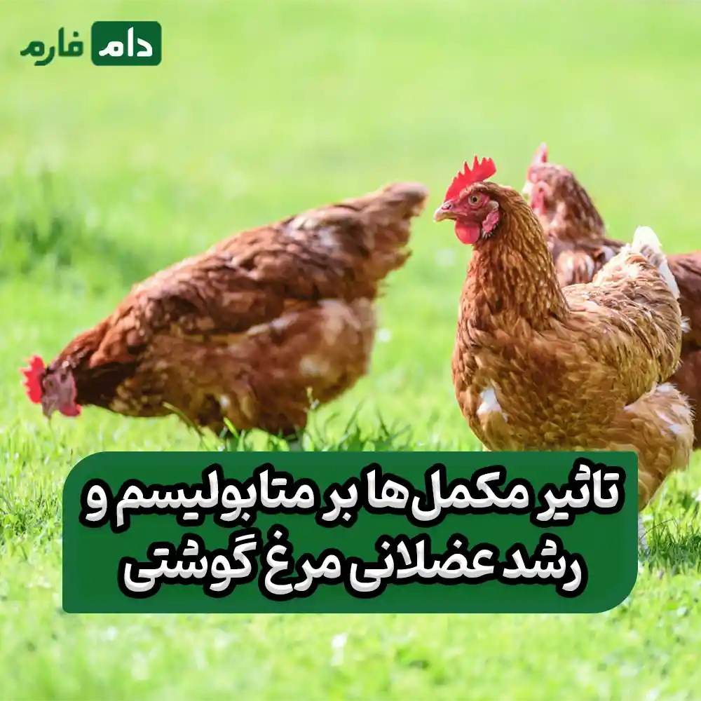 5-Vital-Nutritional-Supplements-for-Fast-Growth-and-Health-of-Broilers